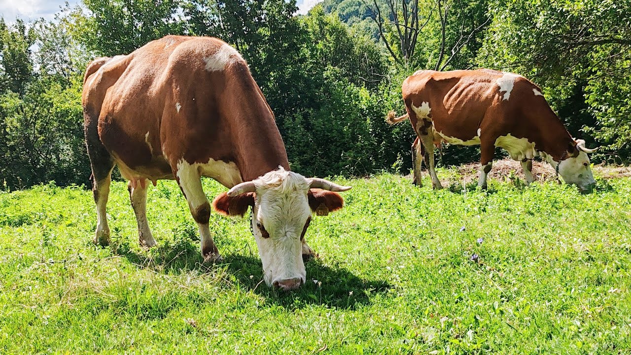 Farm Morning Routine in the Carpathians! Hard, Simple & Slow Life! Milking, Animals, cows, sheep