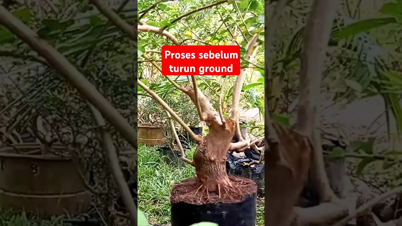 Proses Bahan Sancang Turun Ground 