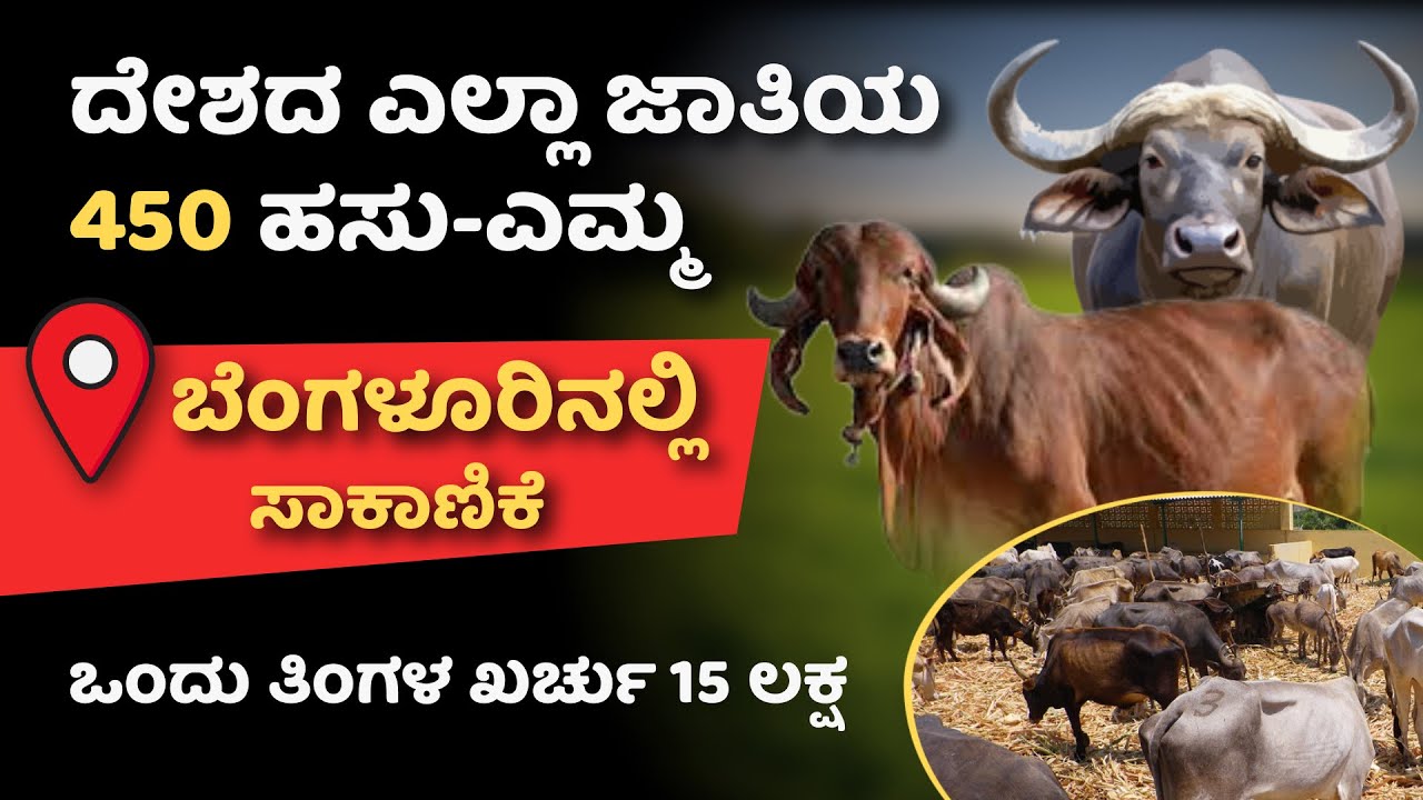 450ಕ್ಕೂ ಹೆಚ್ಚು ಹಸು-ಎಮ್ಮೆ ಒಂದೇ ಸೂರಿನಲ್ಲಿ! ದೇಶದ ಹಲವಾರು ತಳಿಗಳು ಒಂದೇ ಕಡೆ! 🐄| Kannada Farmer