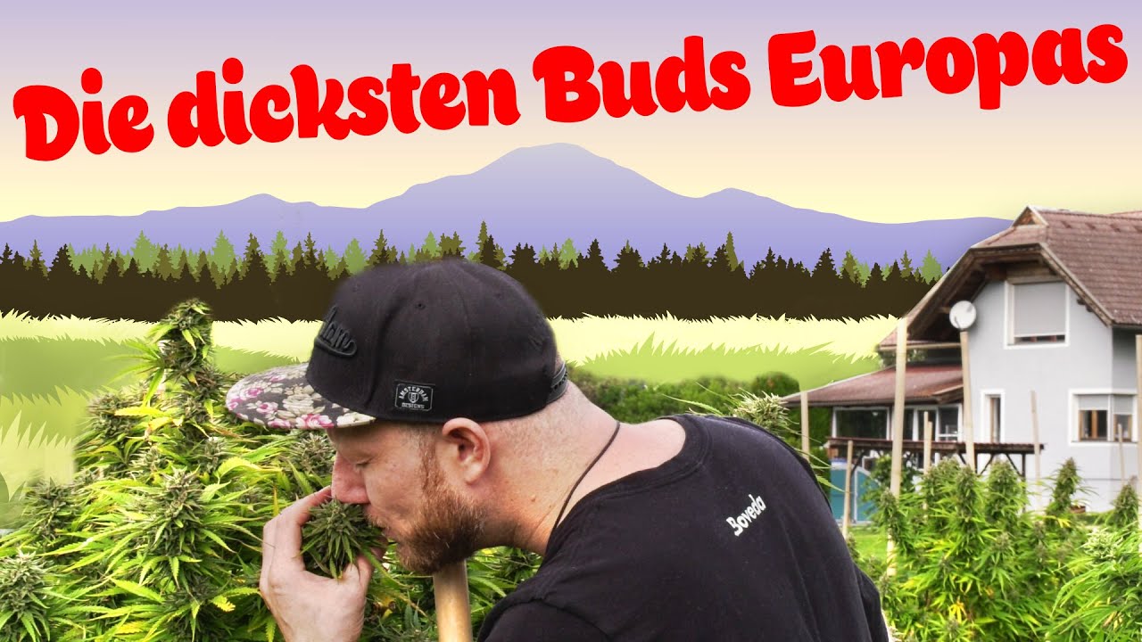 100% organisches Premium WEED -  Outdoor Grow by  CANNAFLEUR ⭐⭐⭐