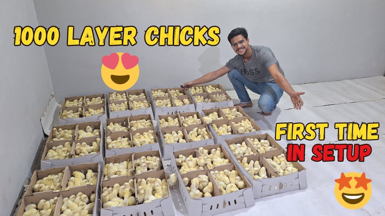 1000 layer Chicks New Entry at Farm 🐥❤️ 🐣  | Small Scale Layer Chicken Farming at rooftop 🏠