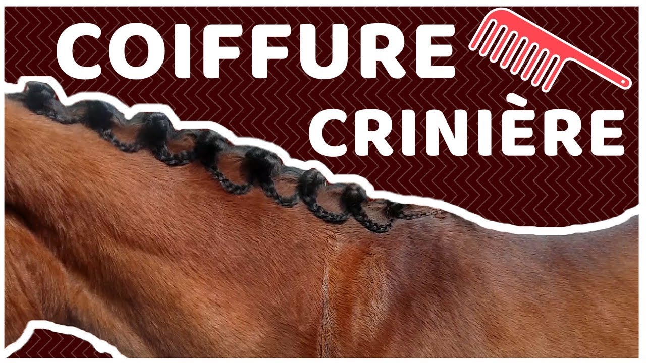 ◄ 3 idées coiffure sur crinière longue🐎