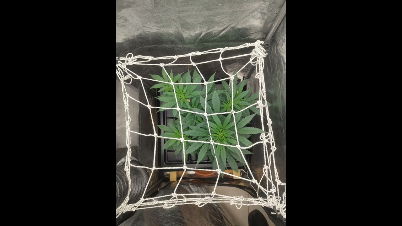 Slideshow-LSD  from seed to bud