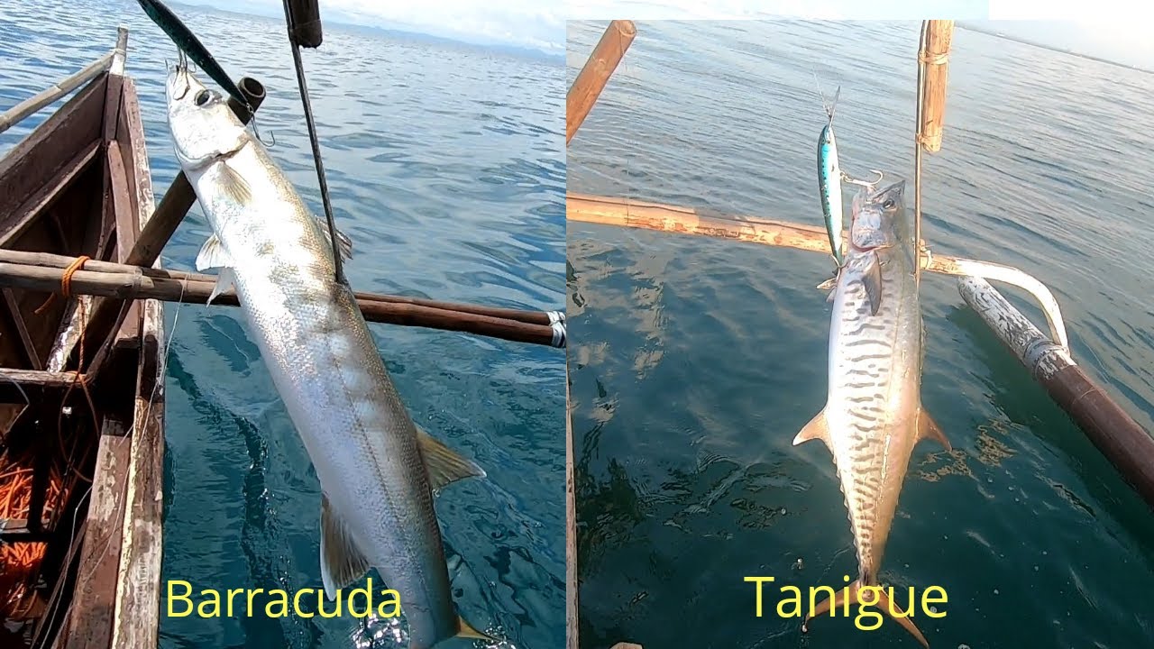 Tangigue, Barracuda,,Catch and Cook,,kinilaw na Tangigue..