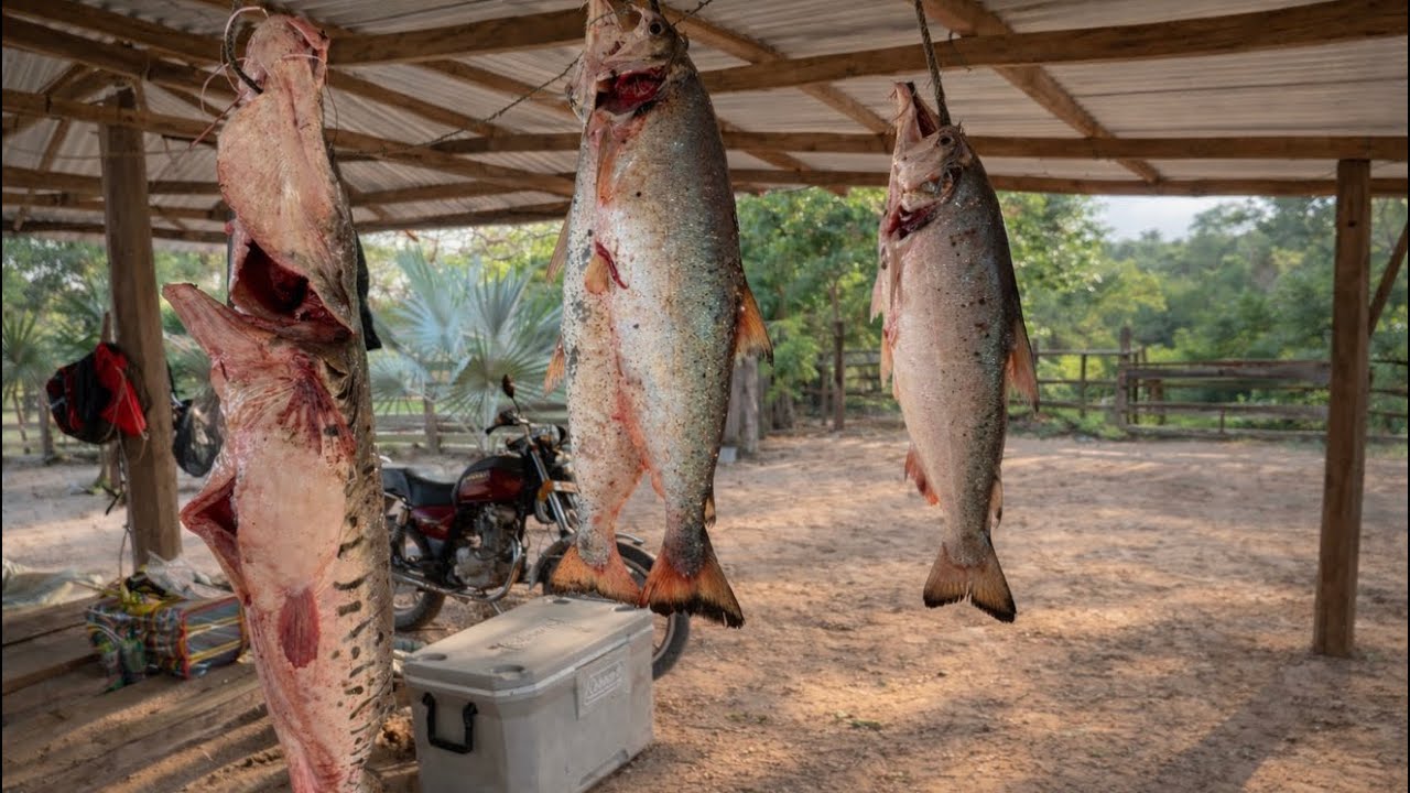 4 payaras gigantes y varios bagres en una sola pesca