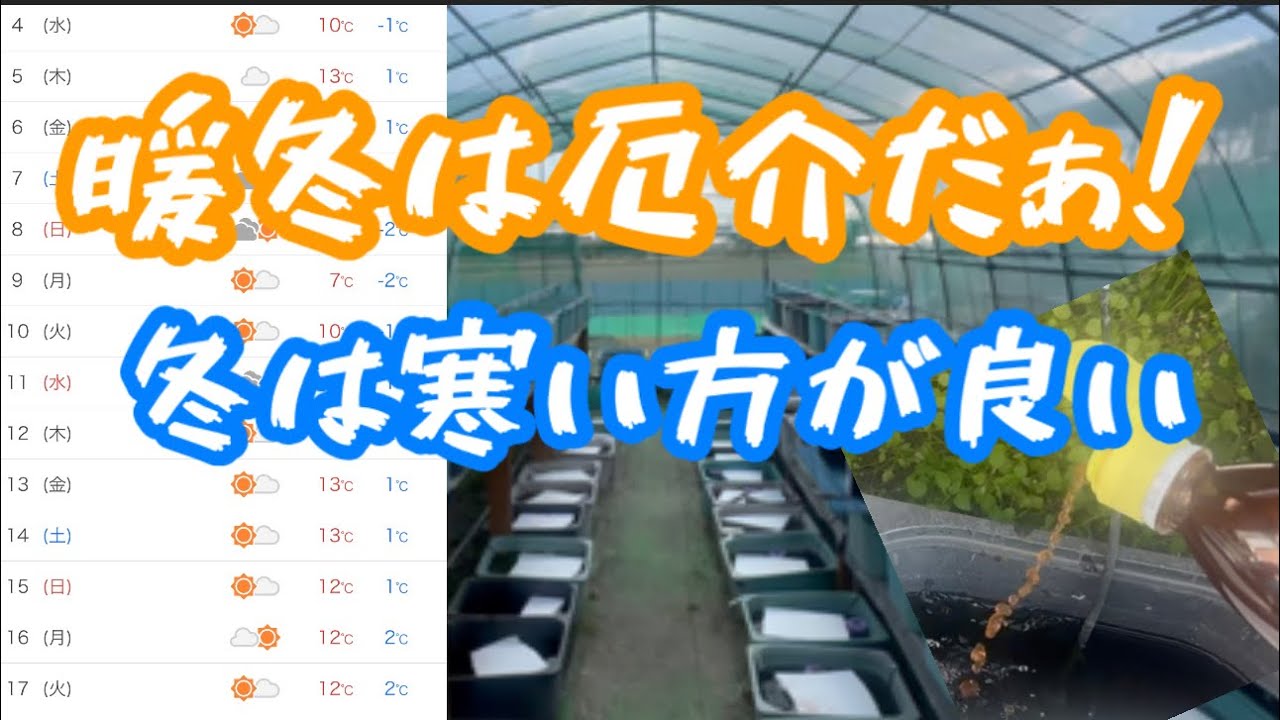 暖冬対策をしよう！春の採卵頑張ろう！【メダカ】