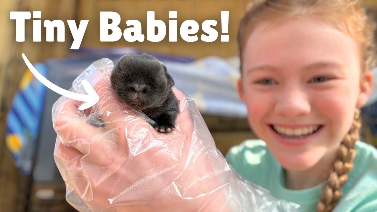 BABY Holland Lop BUNNIES days 1-7| ADORABLE!