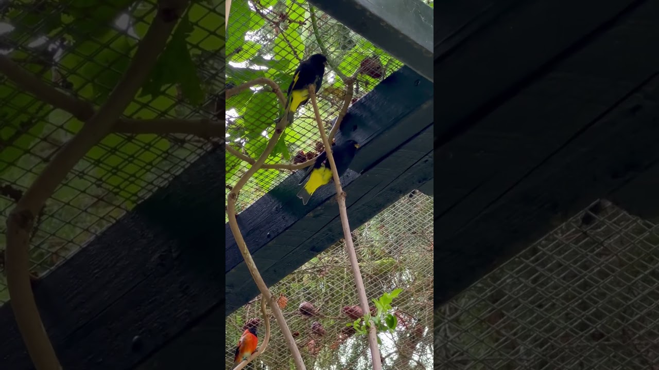 Black Siskins and Red Siskin