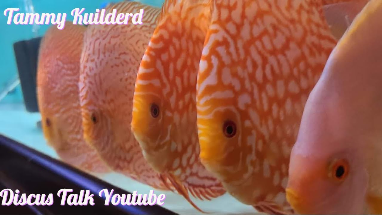 Cross Contamination treatment