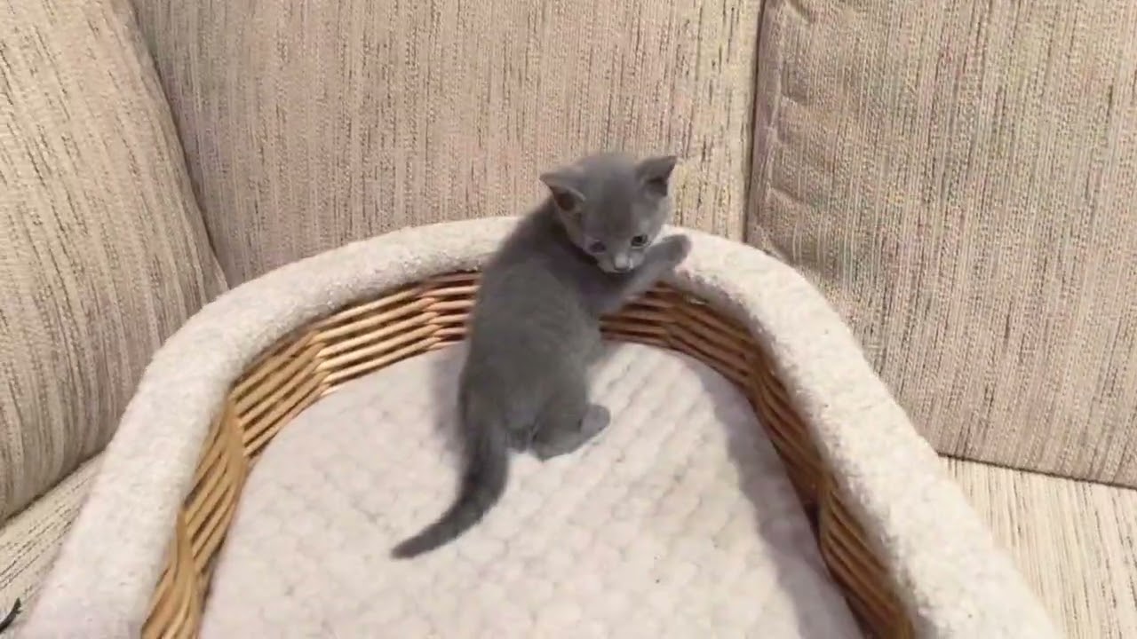 Ermak Russian Blue Male