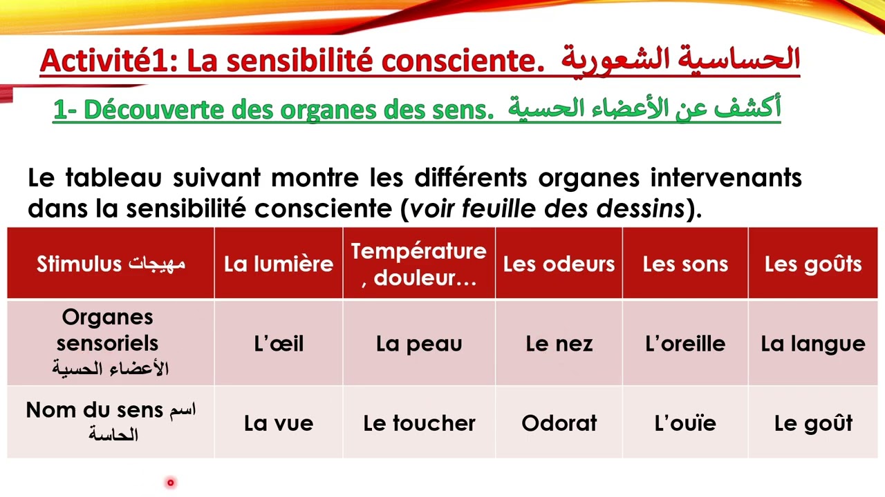Le système nerveux ( semestre 2 ) | 3AC   الدورة التانية الجهاز العصبي: افهم الدرس بسهولة