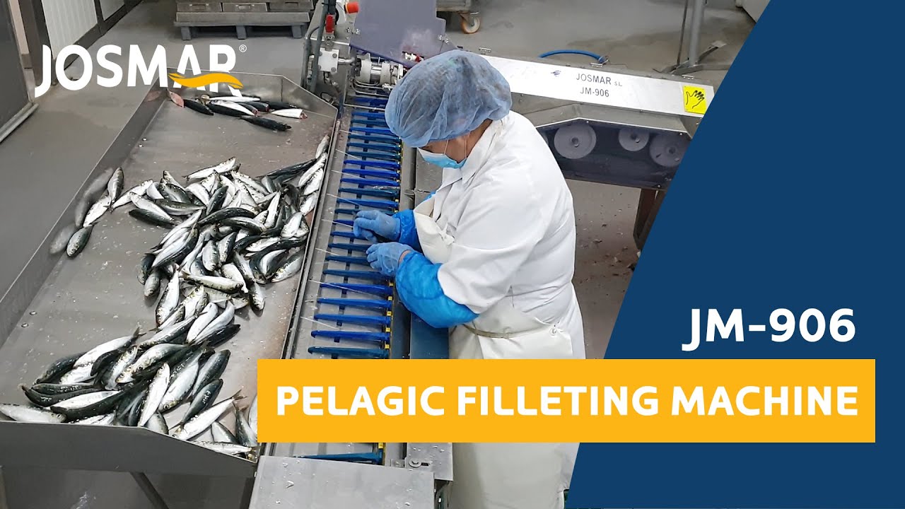 Filleting fish  - JM 906 Pelagic filleting machine