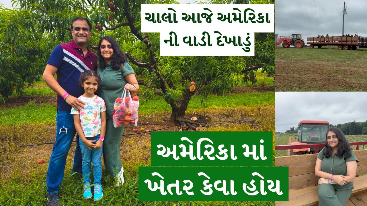 અમેરિકા માં ખેતર કેવા હોય | ચાલો આજે અમેરિકા ની વાડી દેખાડું | peach picking in usa | @mmjdiary