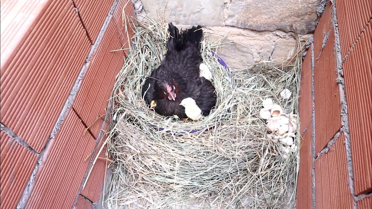 لقد كبرت وأصبحت أما  I have grown up and become a mother