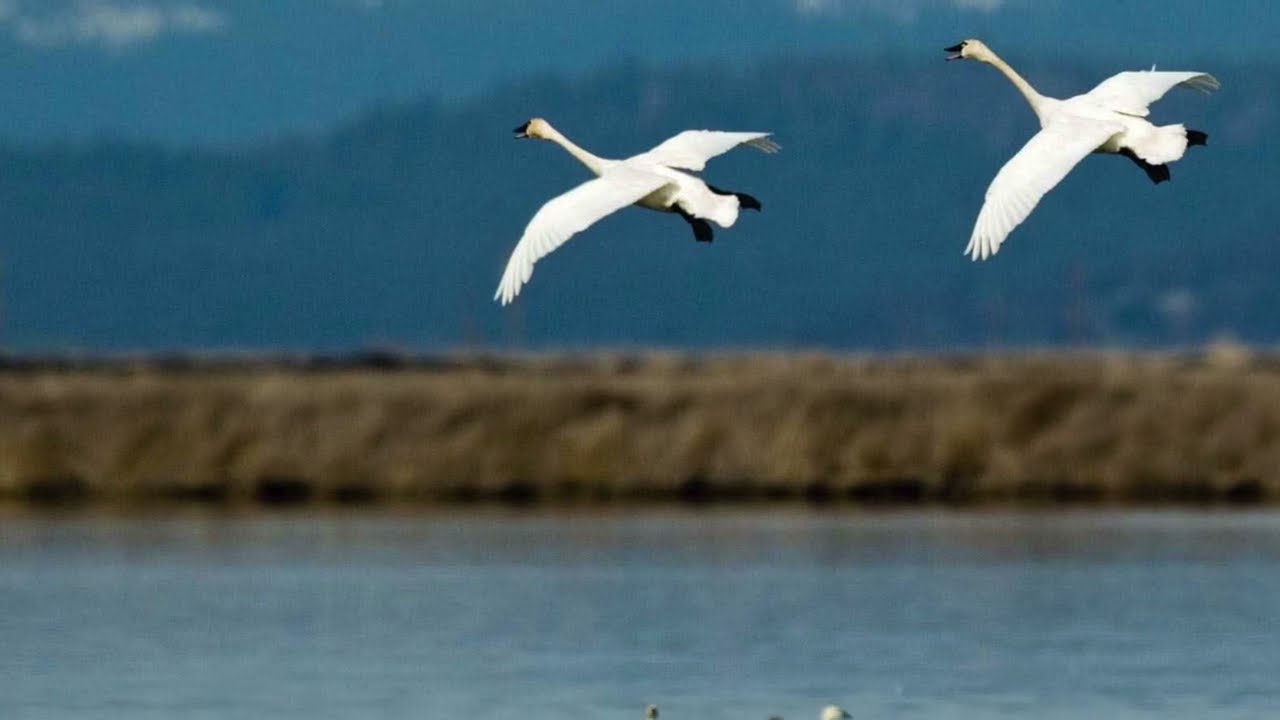 Tundra Swan Calls