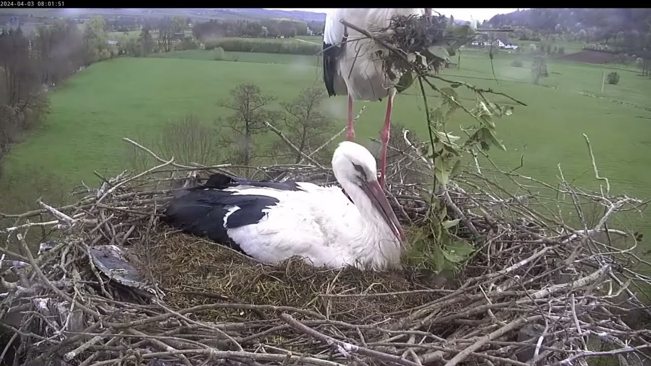 Storchennest Lindheim - Fleißiger Nestbau, Wilfried (fast) brav 😉 - 03.04.2024
