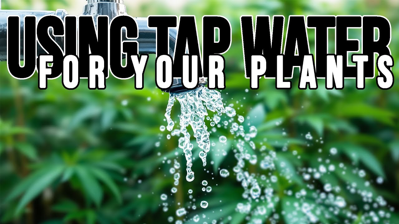 Is Tap Water Safe For Plants? 3 Steps To Get Your Plants To LOVE Your Tap Water