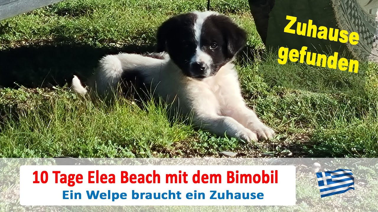 # 55 Welpe braucht ein Zuhause - Reisepause für 10 Tage am Elea Beach in Griechenland