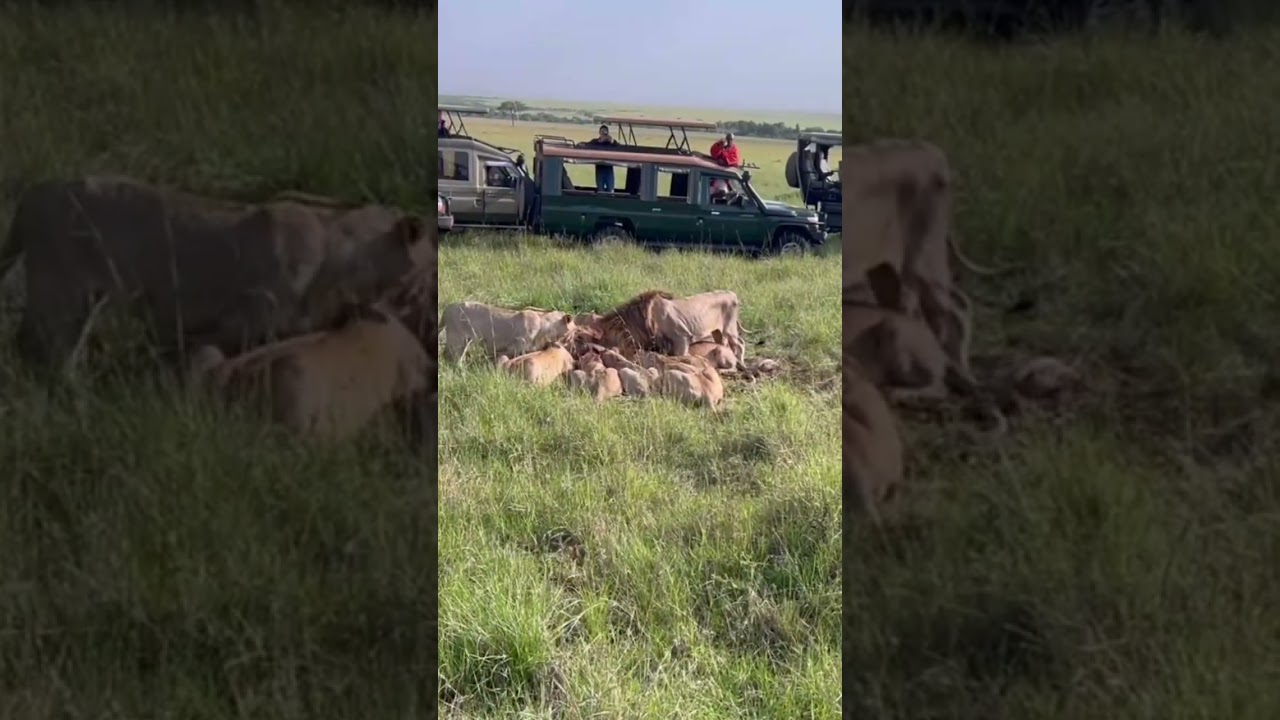 Oloimina Black Rock Male Lion joined Rongai Pride | 