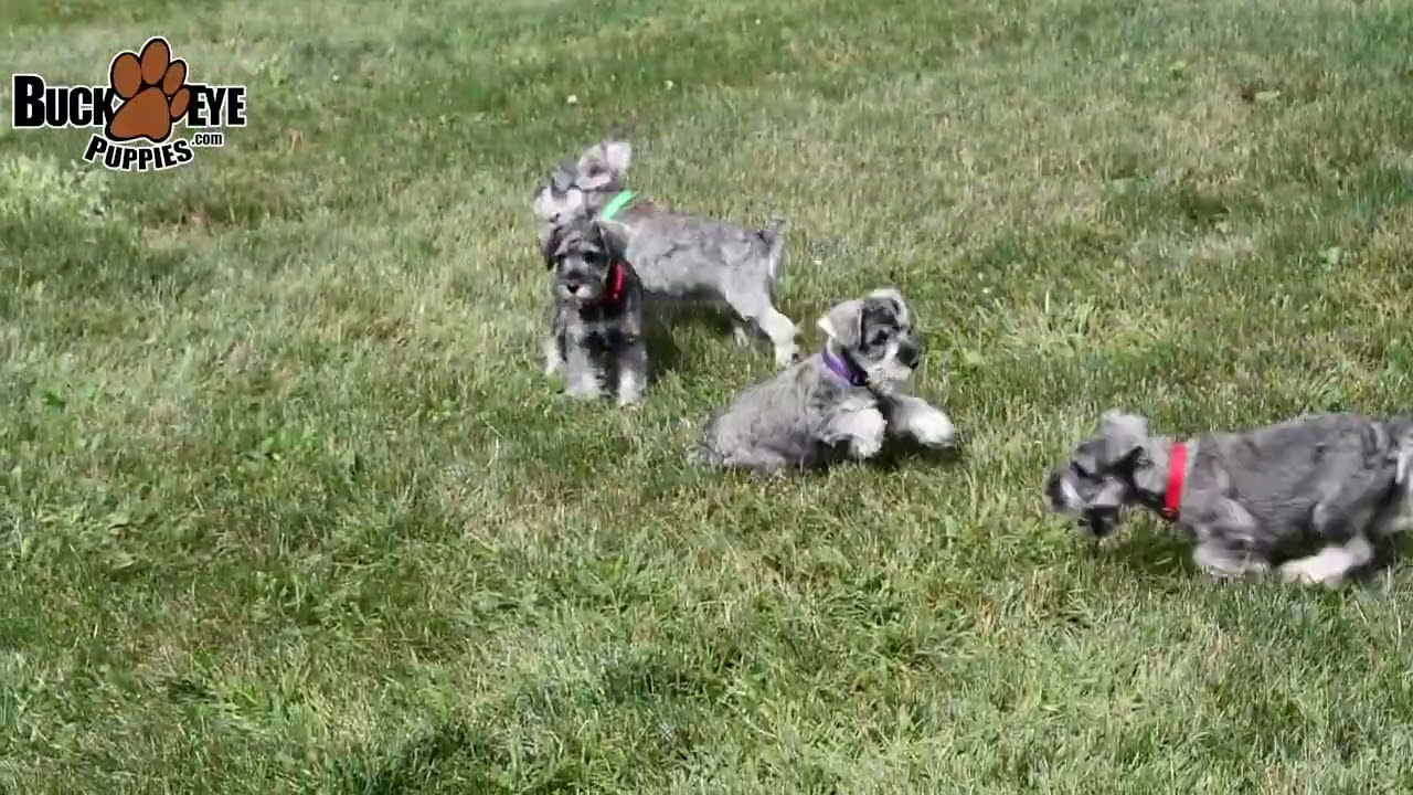 Cute Miniature Schnauzer Puppies