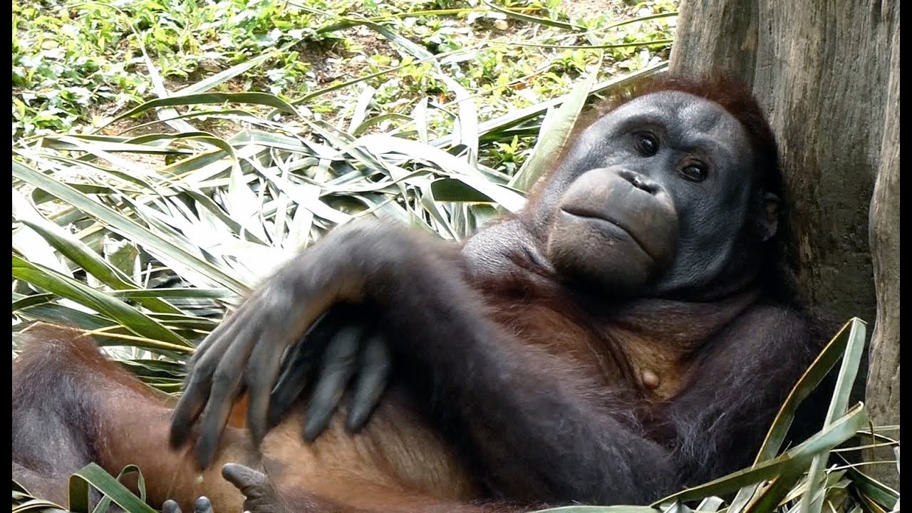 お股をおっぴろげてお腹を掻くオランウータン/ Orangutan scratching tummy