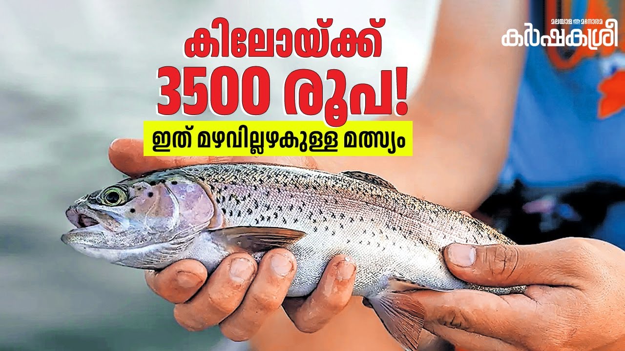 До 3500 рупий за килограмм, среди покупателей — Дулкер и НТР — разведение радужной форели.