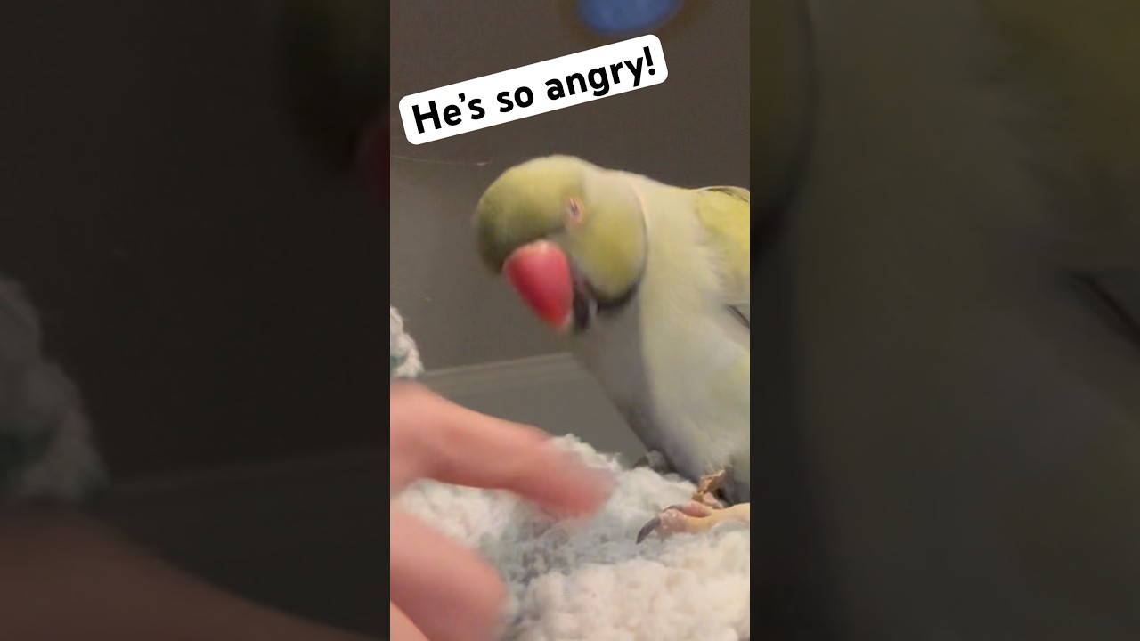 Beware the evil feet pets! 😈