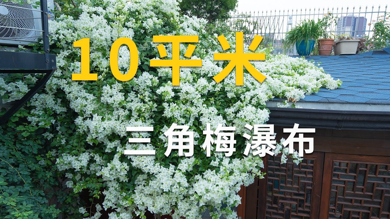 三角梅8年養成記，從牙簽苗到花瀑布