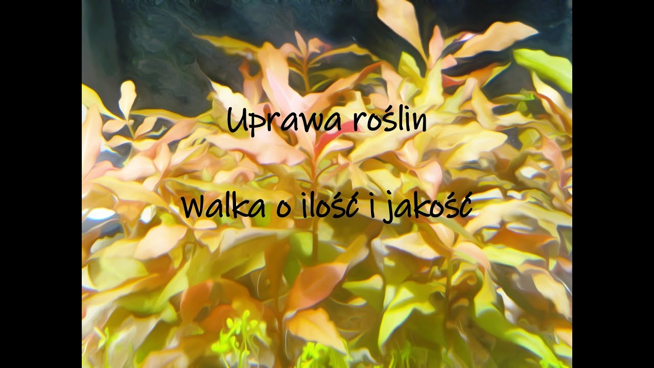 Uprawa roślin. Walka o ilość i jakość