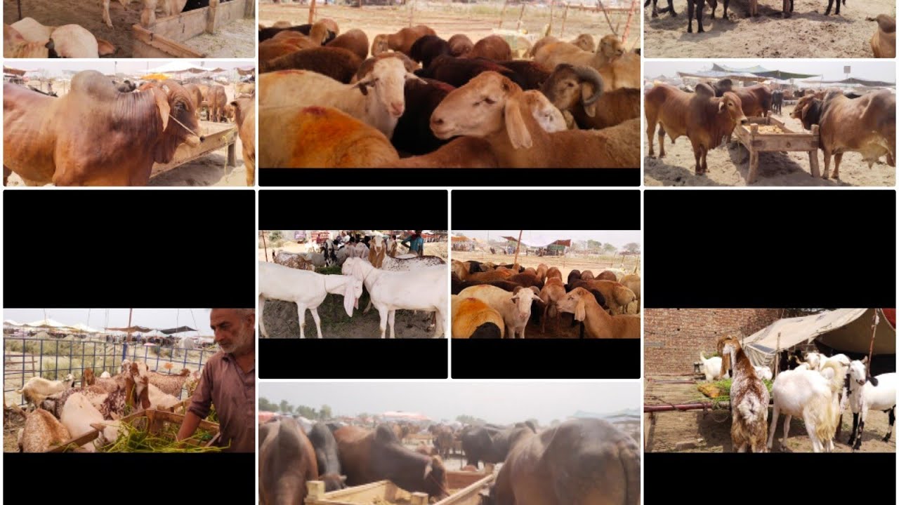 Lakhodair Bakra Mandi 2021 Qurbani 2021 Sahiwal Bachre Desi Chatre Dumbe Makhi Chena Rajanpuri Bakre