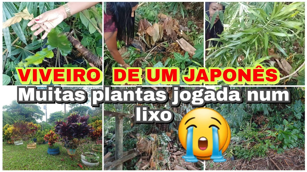 muitas #plantas num #LIXO 😭 fui #Resgatar  #plantas #raras urgentes 🪴😭