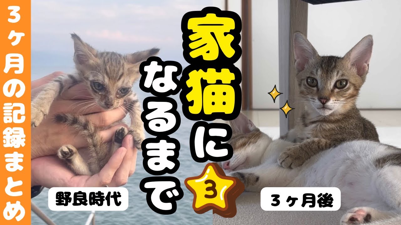 【総集編】🍮野良猫から家猫になるまで🐾3ヶ月の記録まとめ　生後1か月から生後４か月の記録