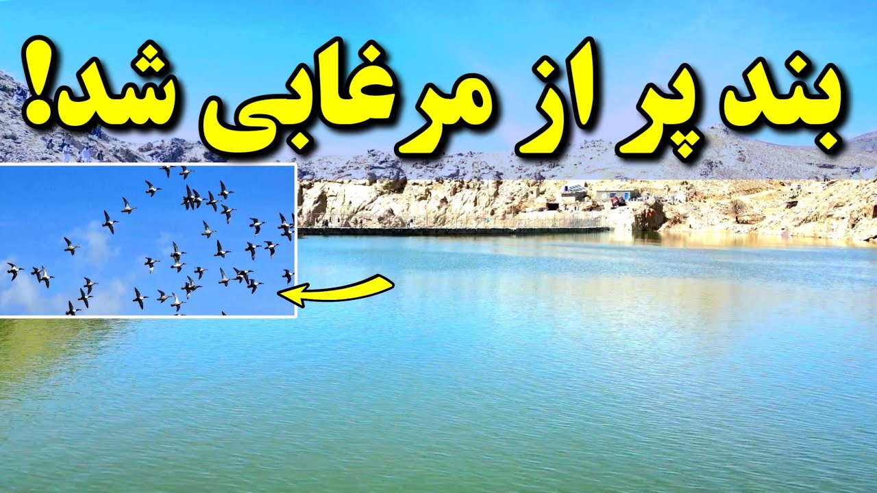 ناگهان بند پر از مرغابی شد | بیش از ۱۰۰ مرغابی + افزایش آب