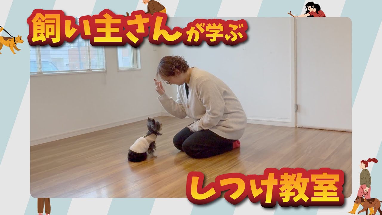 【飼い主さんが学ぶしつけ教室】ヨークシャーテリアのルルちゃん｜子犬の基礎トレーニング強化回