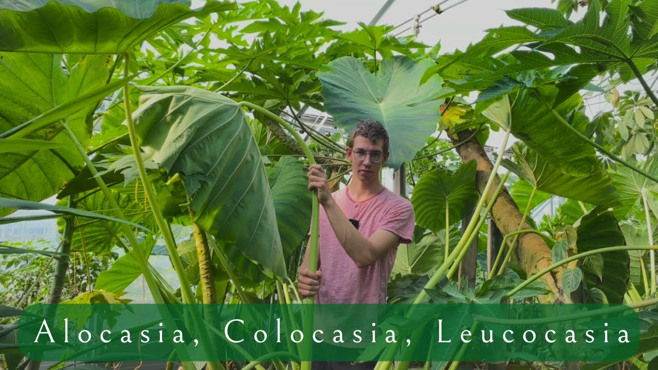Differences between Leucocasia, Colocasia and Alocasia 🌱