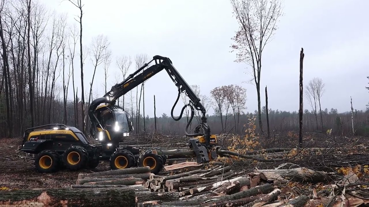 2024 Ponsse Scorpion Giant with new H8 head doing work in a clear cut.