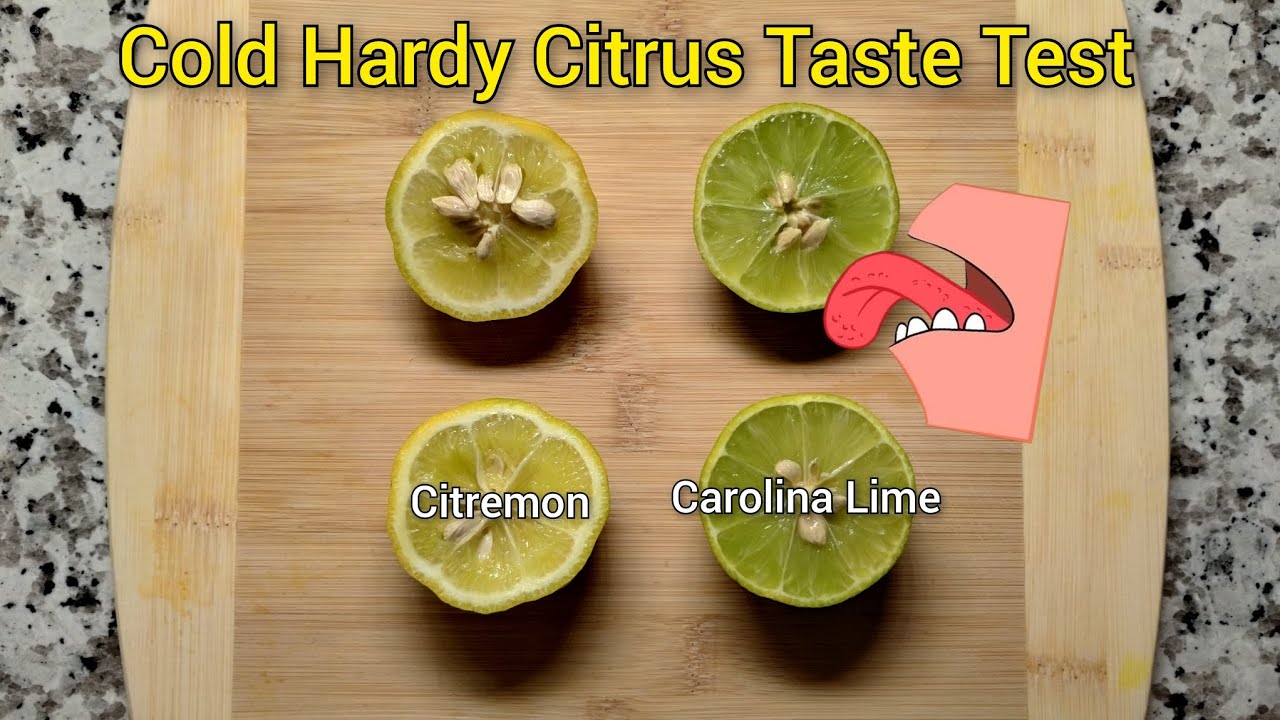 Citremon and Carolina Lime Taste Test