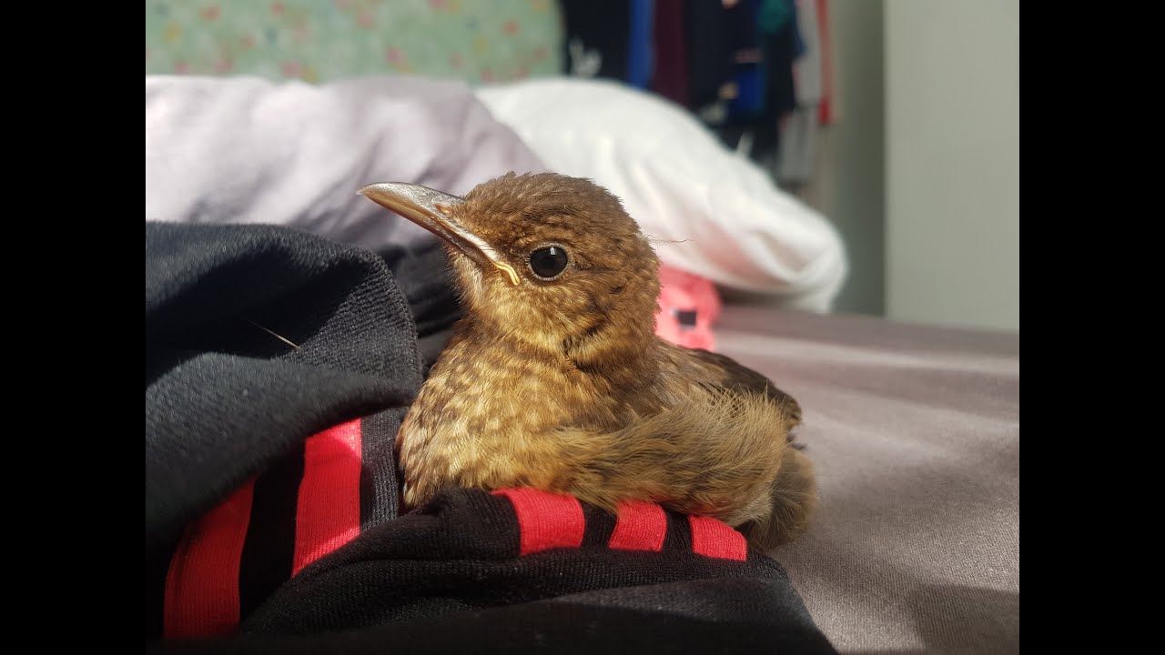 Aufzucht einer Amsel | raising a young blackbird (Teil 1)