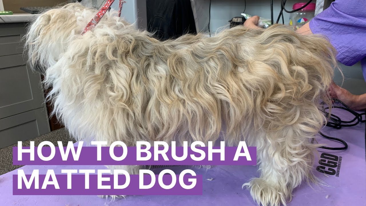 How to Brush Out a Matted Dog