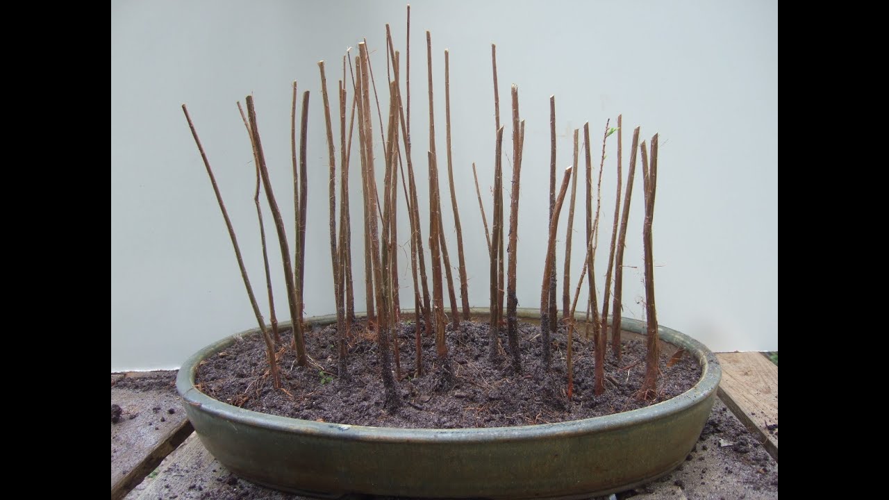 Bonsai Bald Cypress Forest Planting No  2