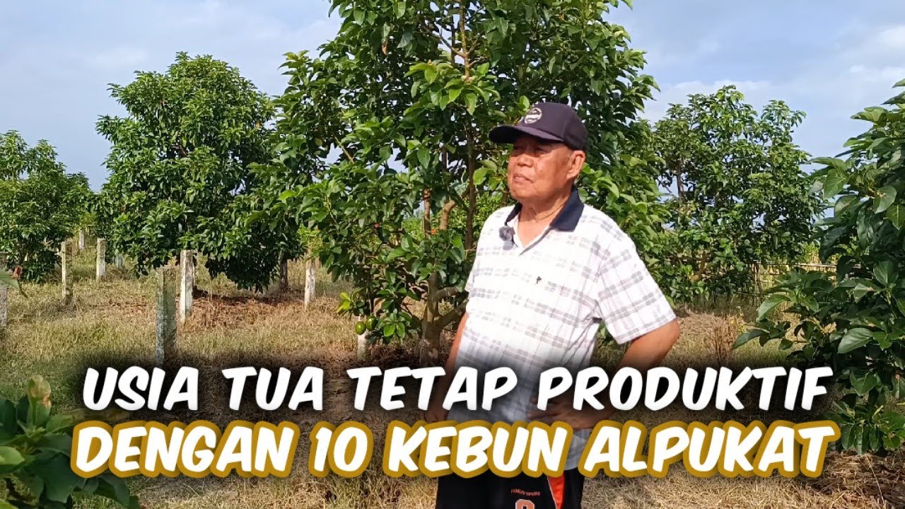 Punya 10 Kebun Alpukat Dengan Berbagai Macam Jenis Tiap Kebunnya