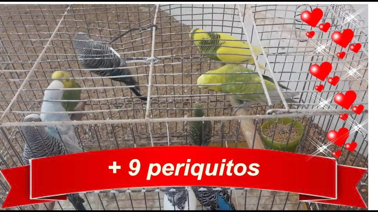 SOLTANDO MAIS 9 PERIQUITOS AUSTRALIANOS NO VIVEIRO.