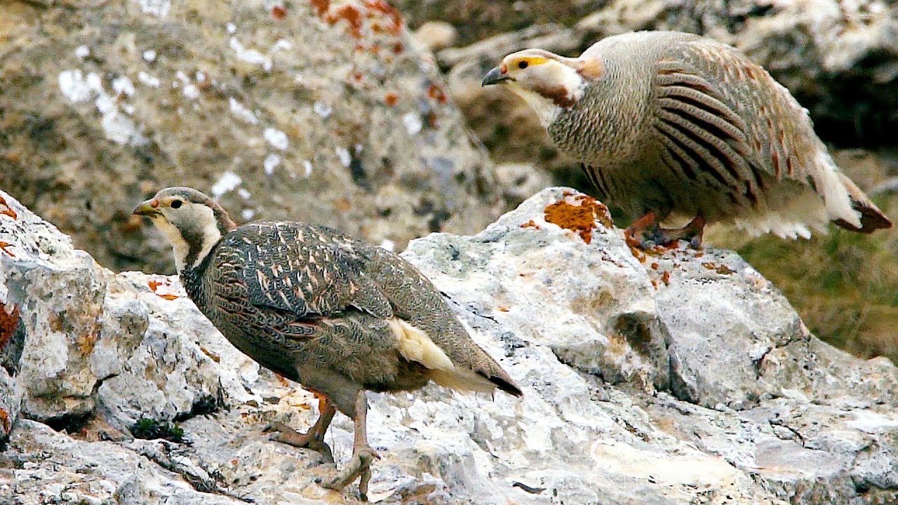Кавказский улар (Tetraogallus caucasicus) | Film Studio Aves