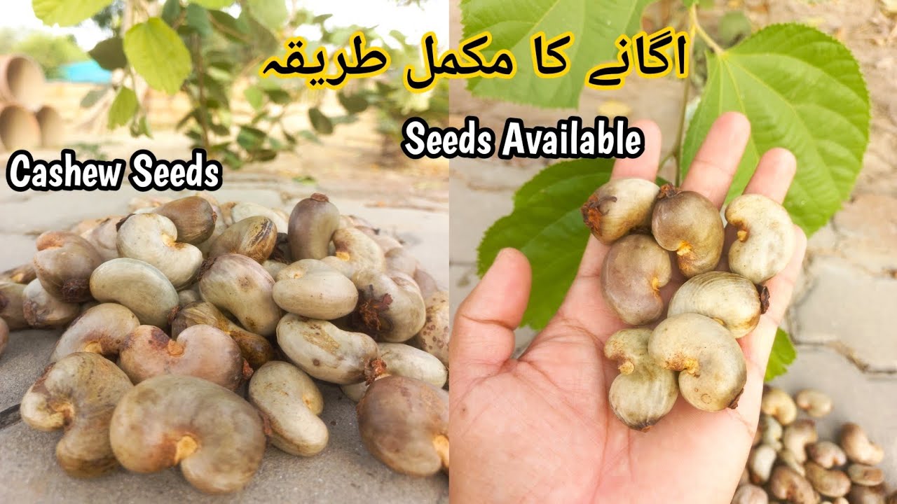 How to Grow Cashew Tree From Seed | Grow Kaju Plant At Home / Growing Cashew Nuts | Rare Garden