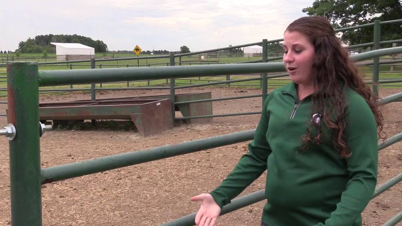 Pros and Cons of Metal Pipe Fencing