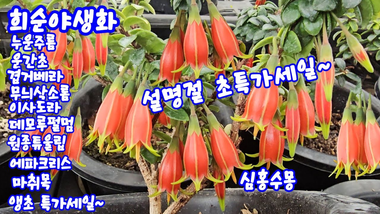 #희순야생화#누운주름#운간초#무늬삭소롬#이사도라#원종튤립#진분홍싸리#에파크리스#방울철쭉#유매#마취목#미인매화#샤린마이#수잔목련#앵초특가