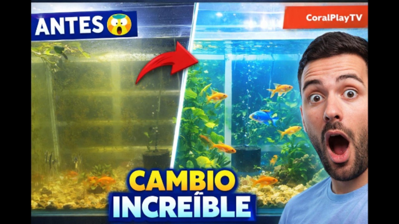 Extreme Aquarium Makeover Rescuing a Neglected Tank