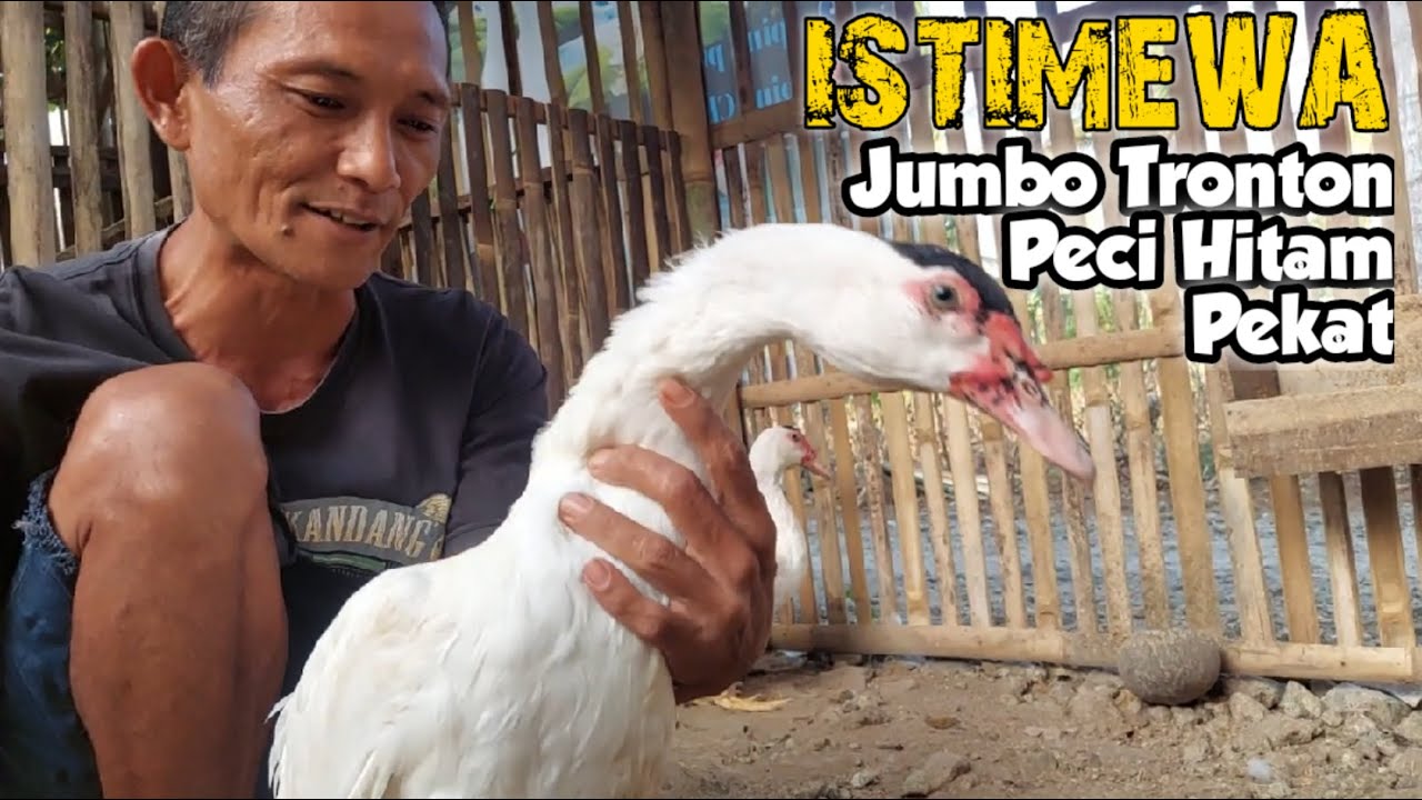ISTIMEWA ! TERNAK ENTOK JUMBO TRONTON PECI HITAM PEKAT NATURAL AYU FARM