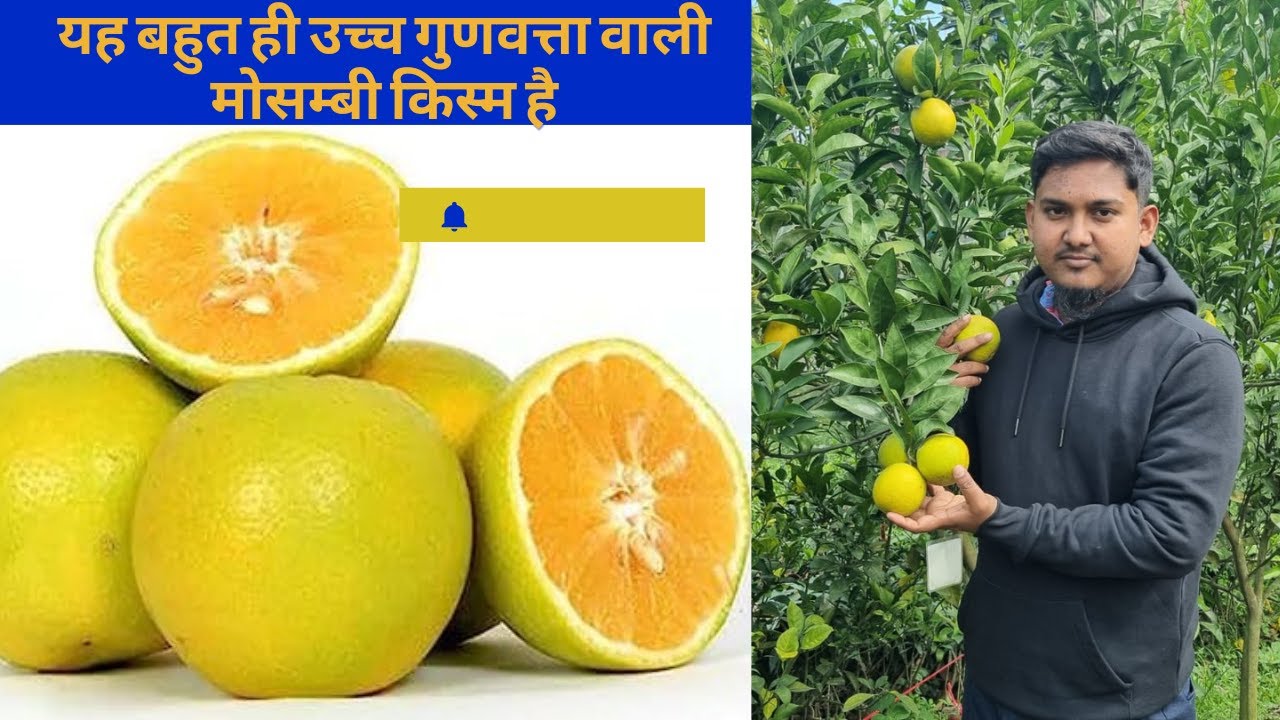 Indian Siki Malta Mosambi ki sahi jankari.सिकी, माल्टा और मोसम्बी की खेती की पूरी जानकारी