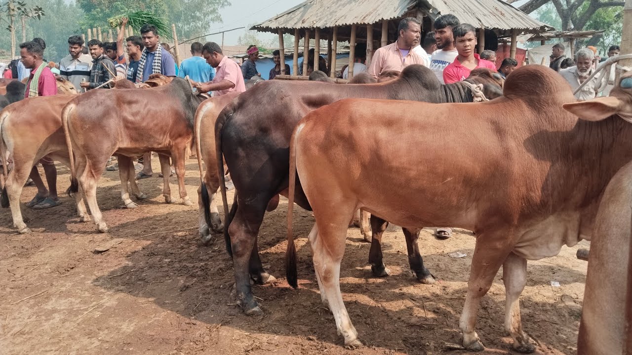 ২৩/২/২৬/সীমিত দামে কোরবানির টার্গেটে দুই দাঁত ষাঁড় গরু শাহীওয়াল01773949974